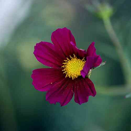 شروین حاجی پور برای قرص های اعصاب و بی خوابی برای مرد میهن و آبادی